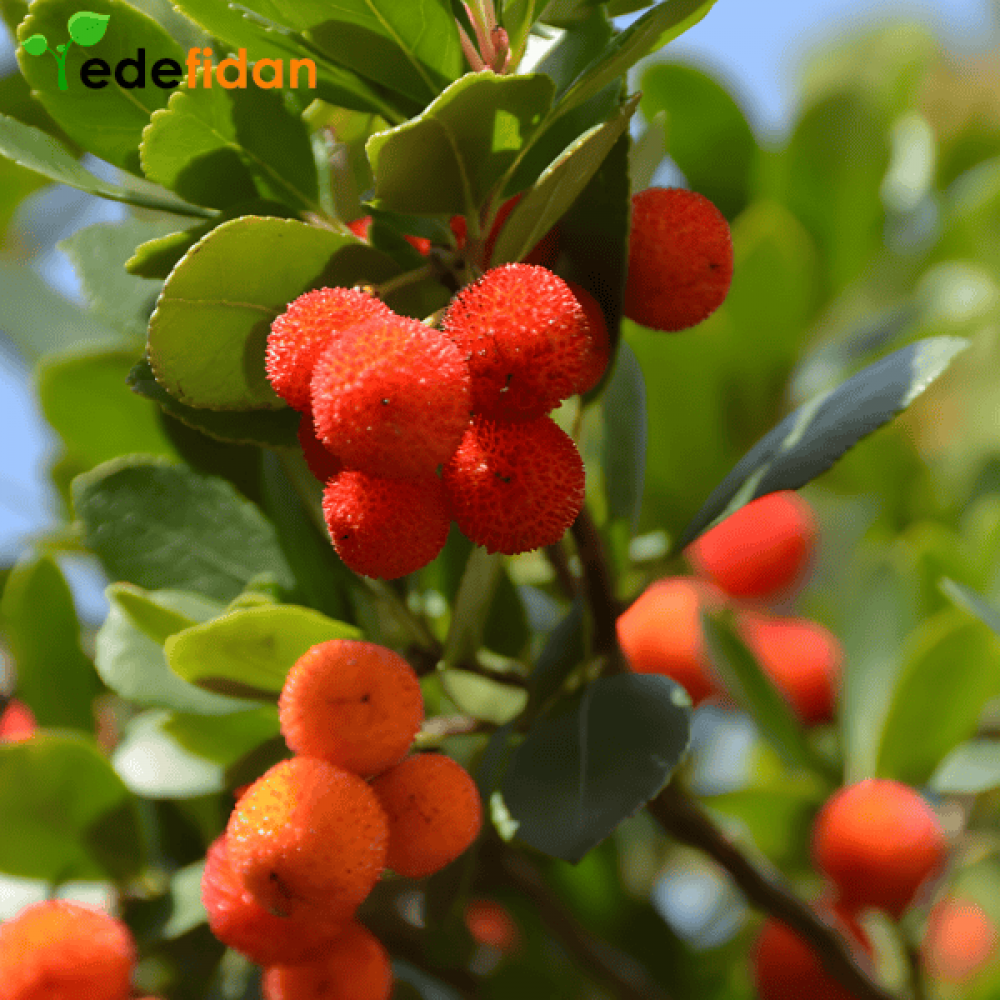 Dağ Çileği Fidanı